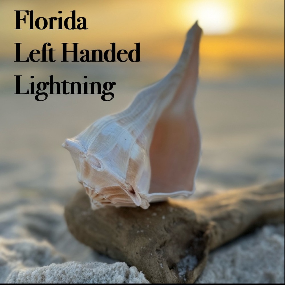 LG FLORIDA LIGHTNING WHELK CONCH SEASHELL COLLECTOR DISPLAY SHELL NAUTICAL DECOR
